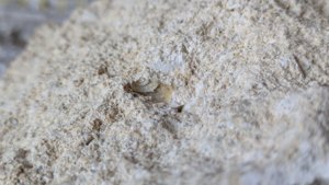 Gastropod imprint
