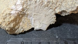 Bivalve - Measurement ~3cm