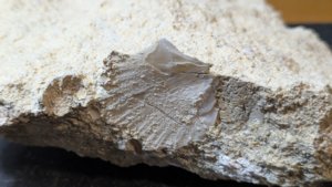 Bivalve