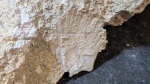 Bivalve