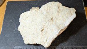 Various fossils: bivalves, a gastropod imprint and an unknown fossil (worm?)
