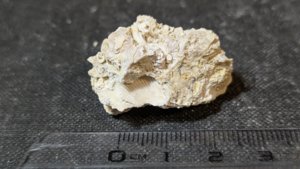 Bivalve fragment - Measurement ~1cm
