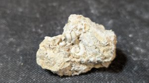 Hollow calcareous tube - likely a Vermetid gastropod or a worm