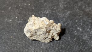 Unknown - the tube might be a gastropod (Vermetidae) or a worm