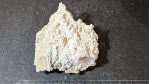 Various bivalve imprints and spiral structures