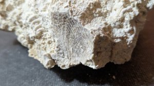 Bivalve imprint