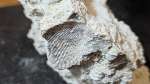 Bivalve imprint