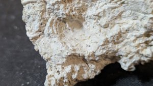 Bivalve imprint