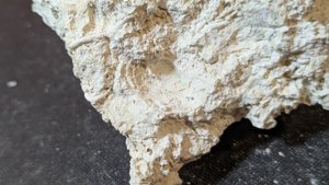 Bivalve imprint