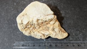 Wood or pine cone fragment - Measurement ~8cm