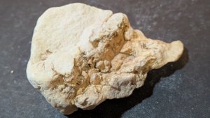 Wood or pine cone fragment