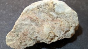 Wood or pine cone fragment