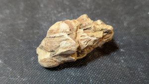 Pine cone fragment