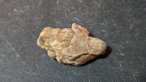 Pine cone fragment