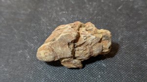 Pine cone fragment