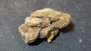 Pine cone fragment