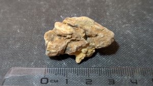 Pine cone fragment - Measurement ~3cm
