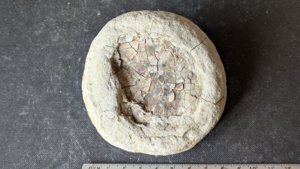Unknown - Measurement ~7cm