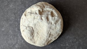 Unknown - back side
