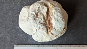 Wood - Measurement ~6cm