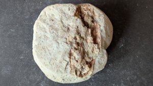 Unknown plant fossil. Perhaps wood or a pine cone