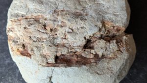Unknown plant fossil. Perhaps wood or a pine cone