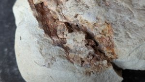 Unknown plant fossil. Perhaps wood or a pine cone