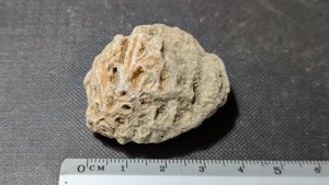 Coral - Measurement ~4cm