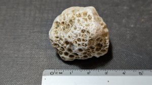 Coral - Measurement ~3cm