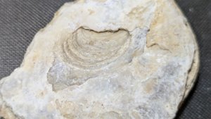 Oyster, right shell - muscle attachment point