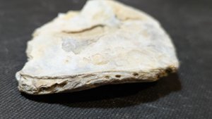 Oyster, right shell - side view