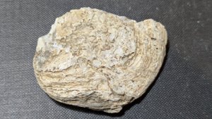Oyster, right shell - outer side