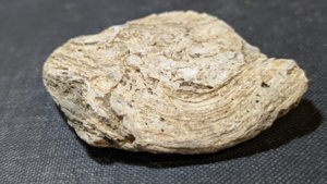 Oyster, right shell - outer side