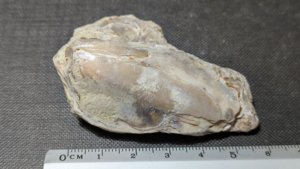 Oyster - Measurement ~6cm