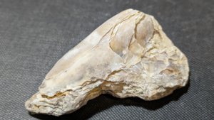 Oyster - outer side