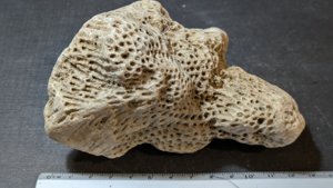 Coral - Measurement ~13cm