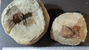 Fruits or nuts(?) - Measurement ~3cm