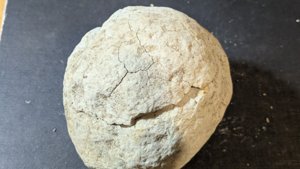 Fruits or nuts(?) - Closed nodule