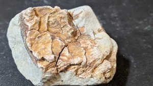 Unknown, maybe wood?