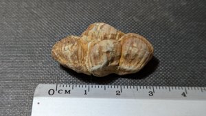 Pine cone fragment - Measurement ~3cm