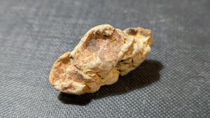 Pine cone fragment - inner side