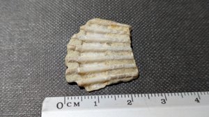 Bivalve shell fragment - Measurement ~3cm