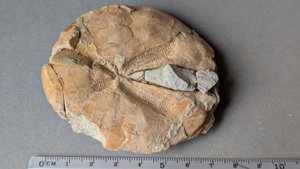 Dorsal view - Measurement 7-8cm
