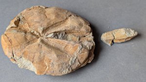 Dorsal view with detached fragment