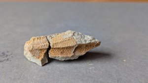 Fragment detail - tubercles and pores