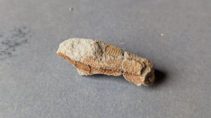 Fragment - lateral view
