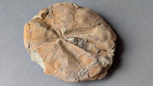 Dorsal view