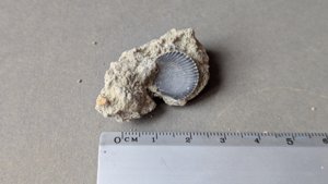 Bivalve inside the matrix - Measurement ~1.5cm