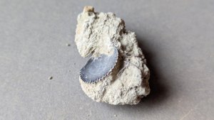 Bivalve inside the matrix