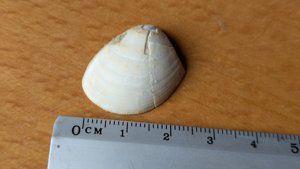 Bivalve - Measurement ~2.5cm